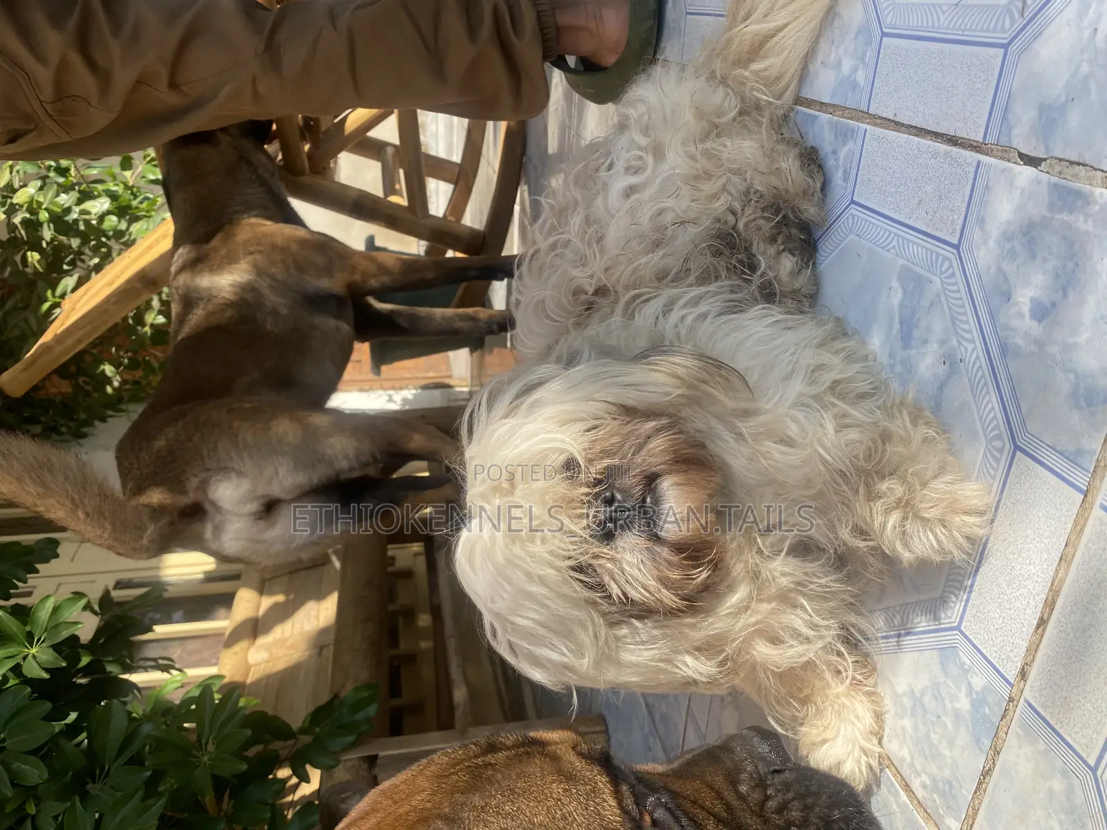 1-3 months Male Purebred Shih Tzu