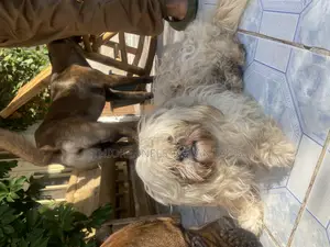 1-3 months Male Purebred Shih Tzu