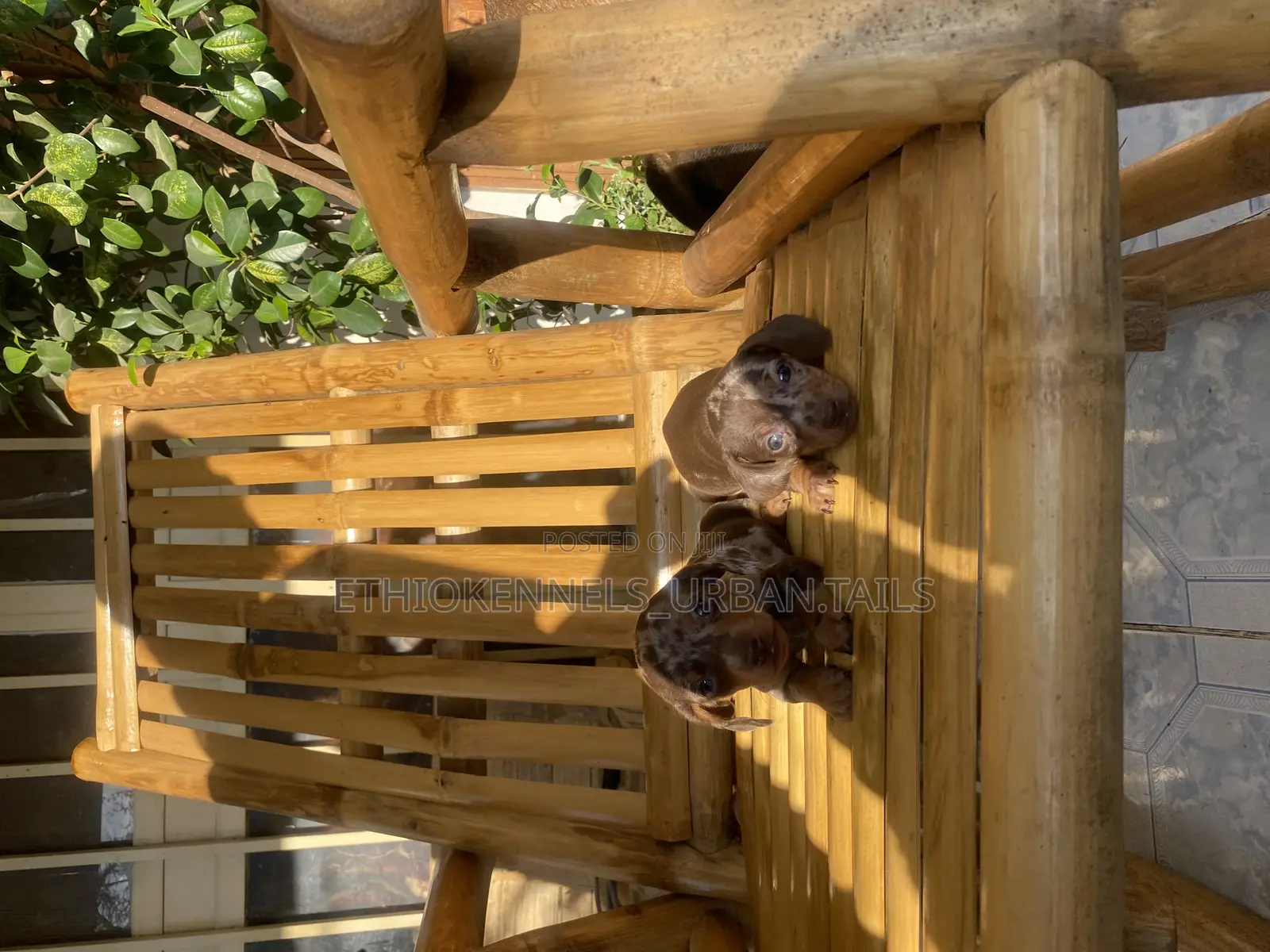 1-3 months Male Purebred Dachshund