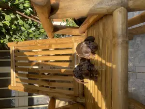 1-3 months Male Purebred Dachshund