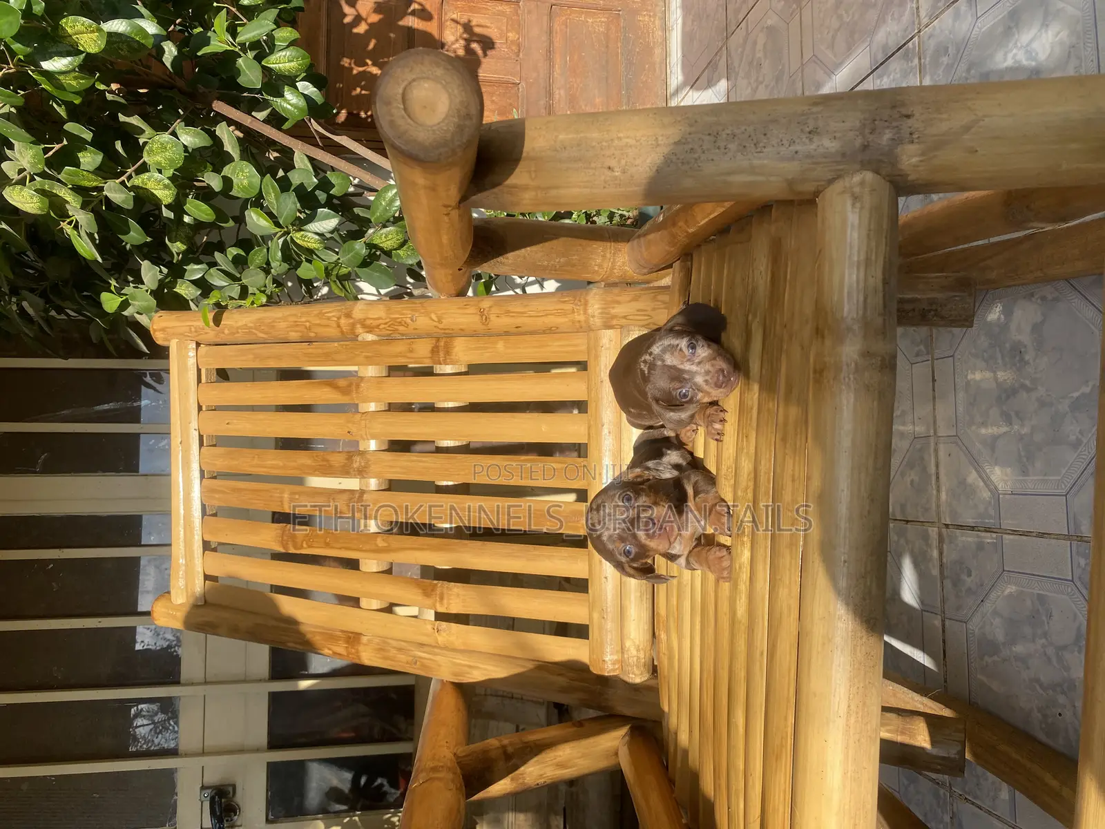 1-3 months Male Purebred Dachshund