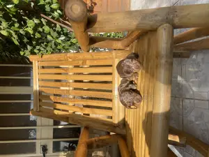 1-3 months Male Purebred Dachshund