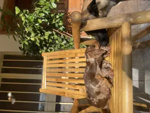 1-3 months Male Purebred Dachshund