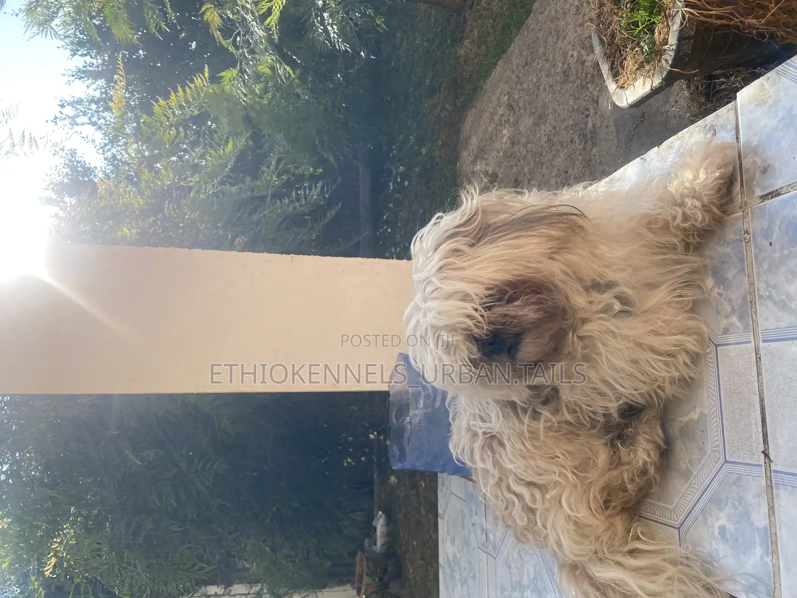 3-6 months Male Purebred Shih Tzu