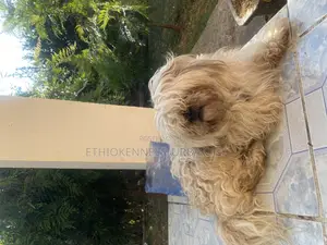 3-6 months Male Purebred Shih Tzu