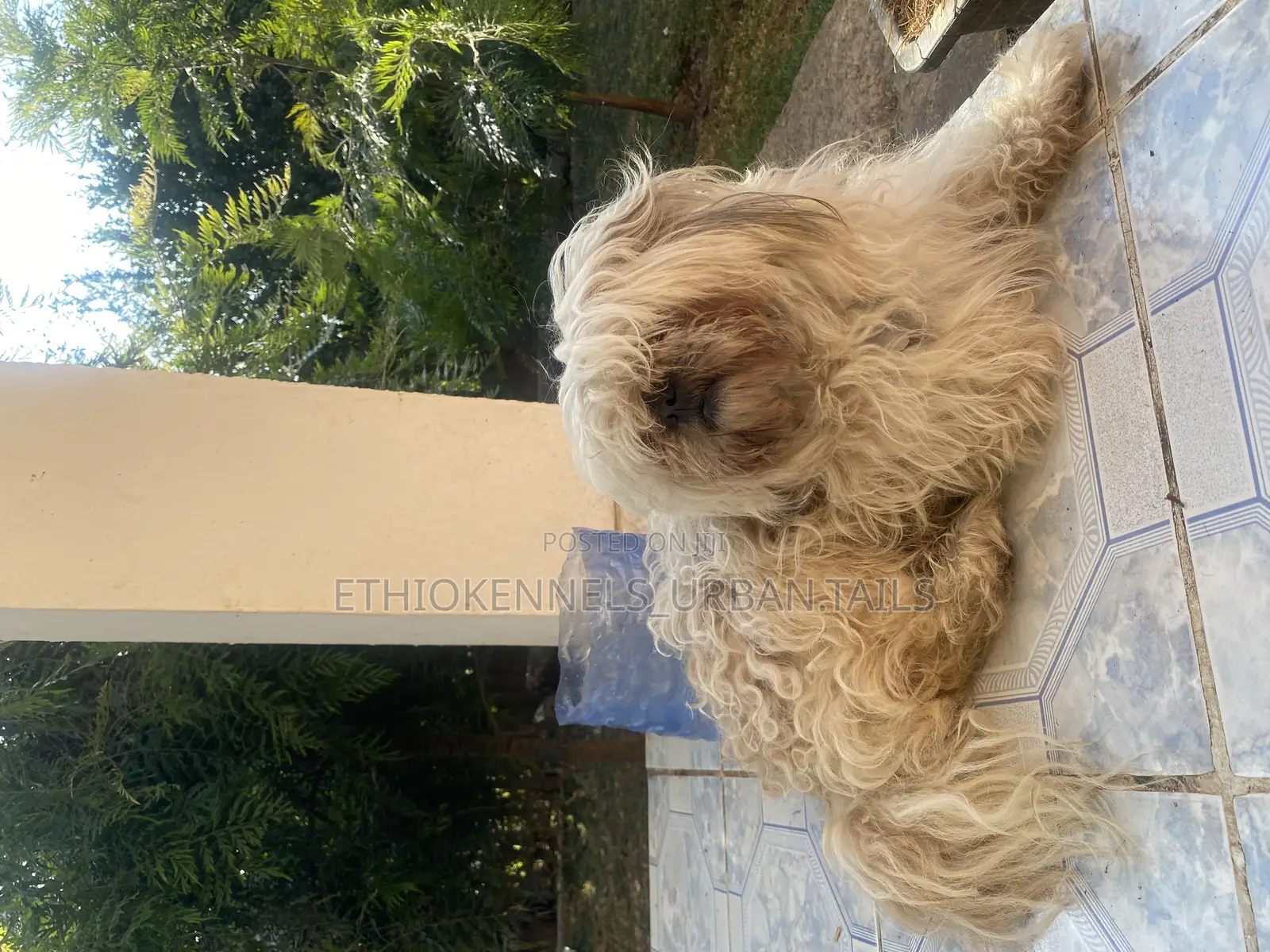 3-6 months Male Purebred Shih Tzu