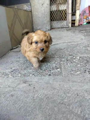 1-3 months Male Mixed Breed Chihuahua