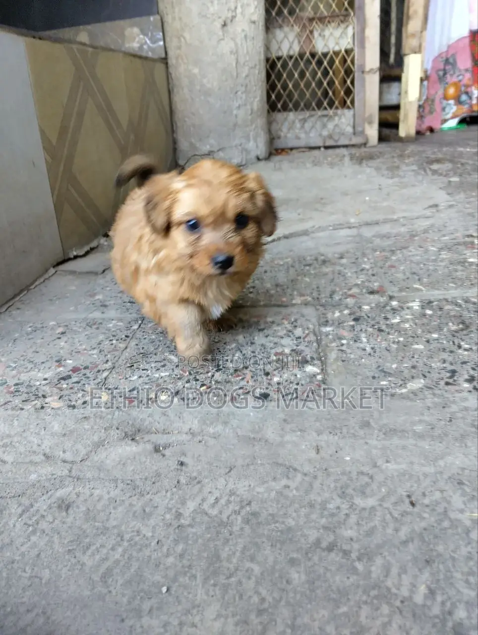 1-3 months Male Mixed Breed Chihuahua