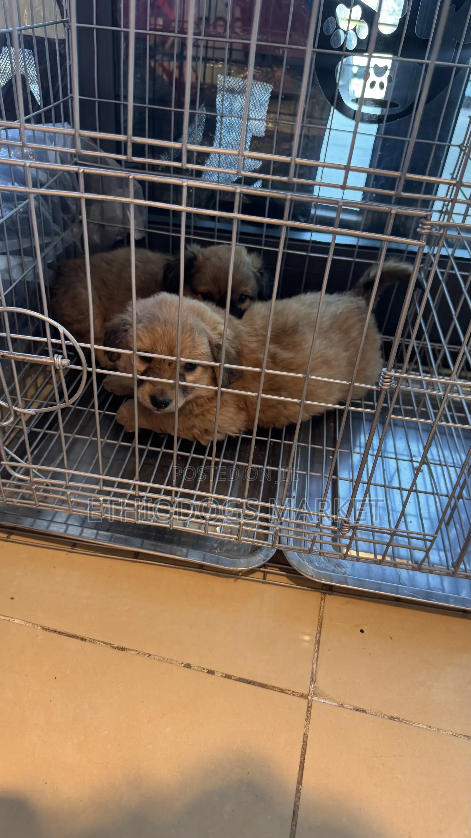 1-3 months Male Mixed Breed Chihuahua