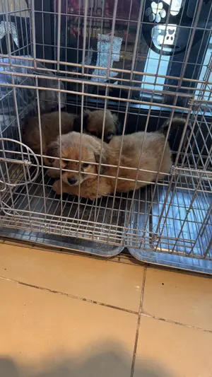 1-3 months Male Mixed Breed Chihuahua