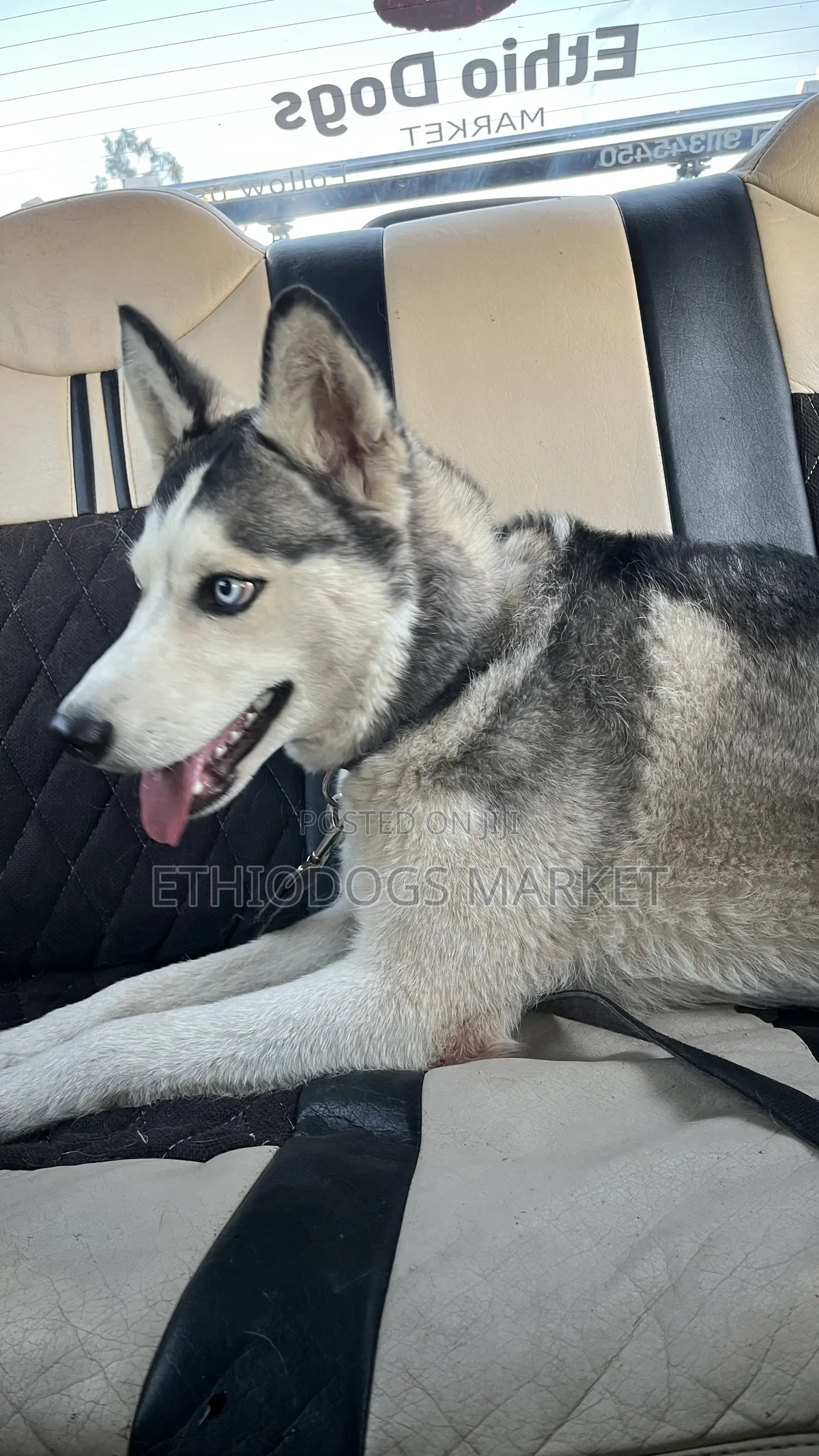 6-12 months Male Purebred Siberian Husky