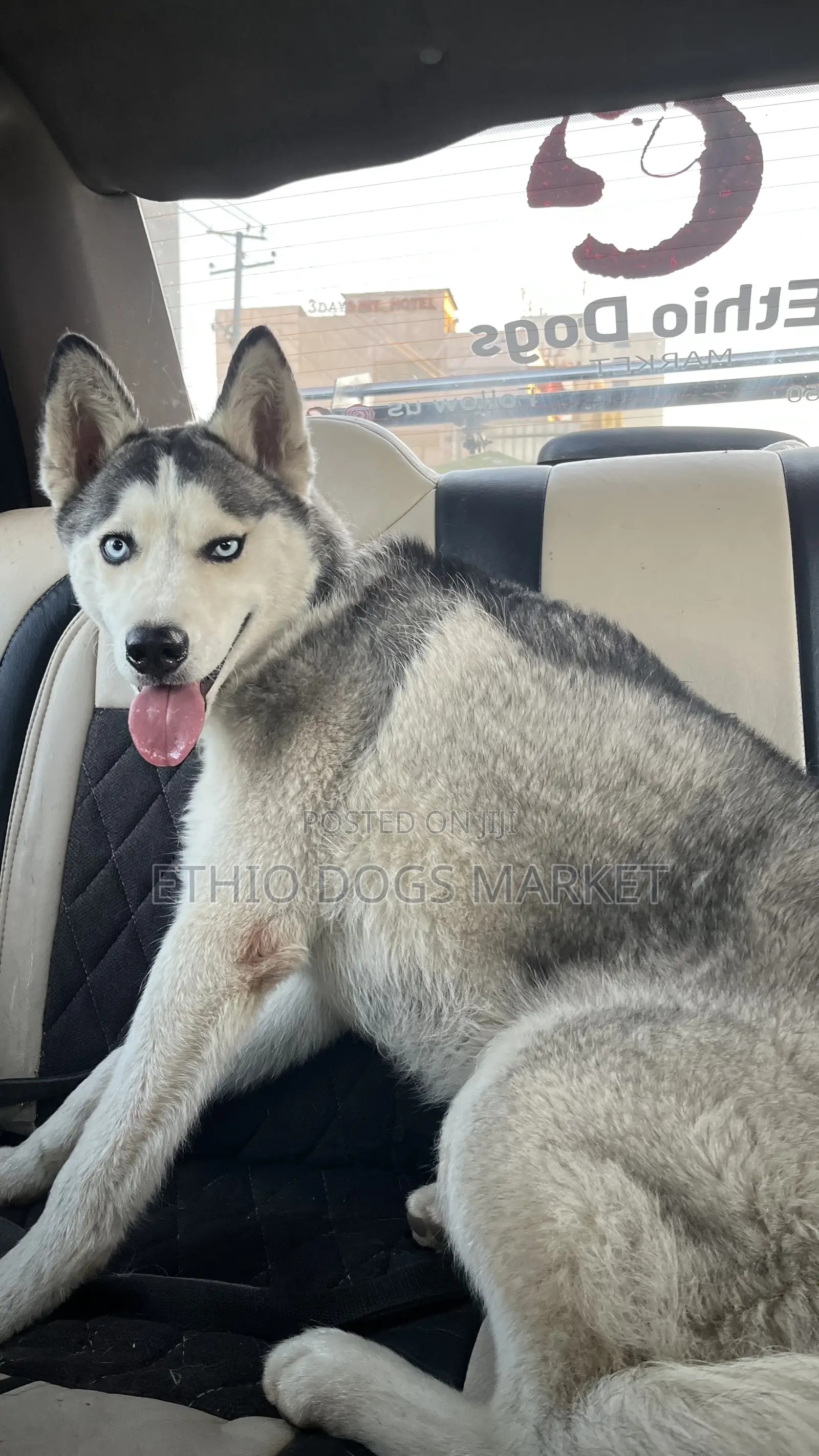 6-12 months Male Purebred Siberian Husky