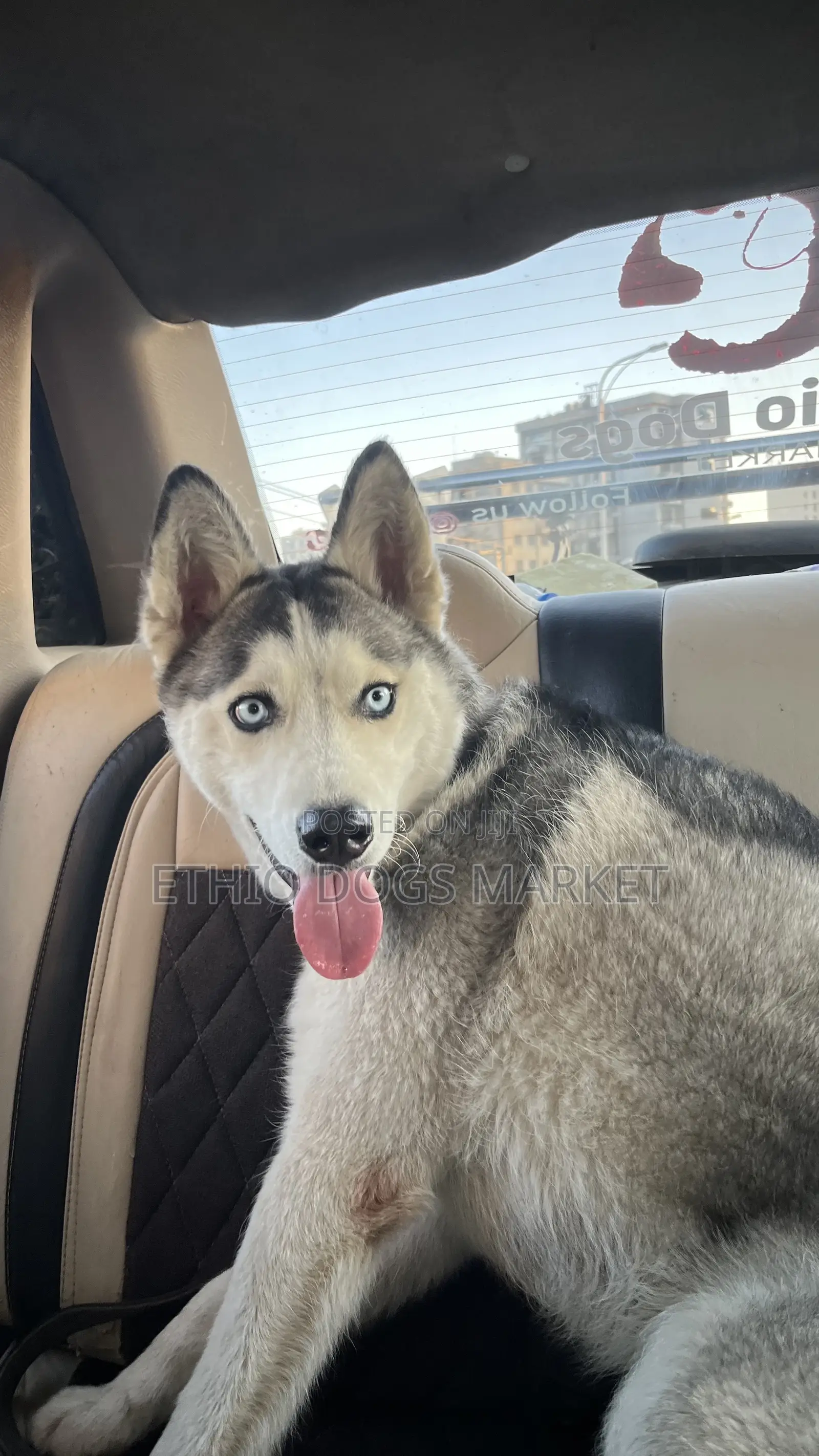 6-12 months Male Purebred Siberian Husky