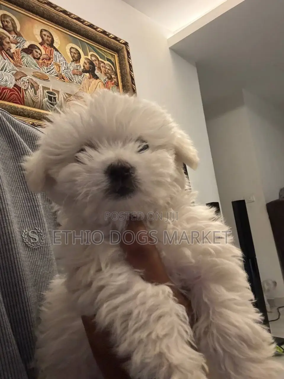 1-3 months Male Purebred Maltese