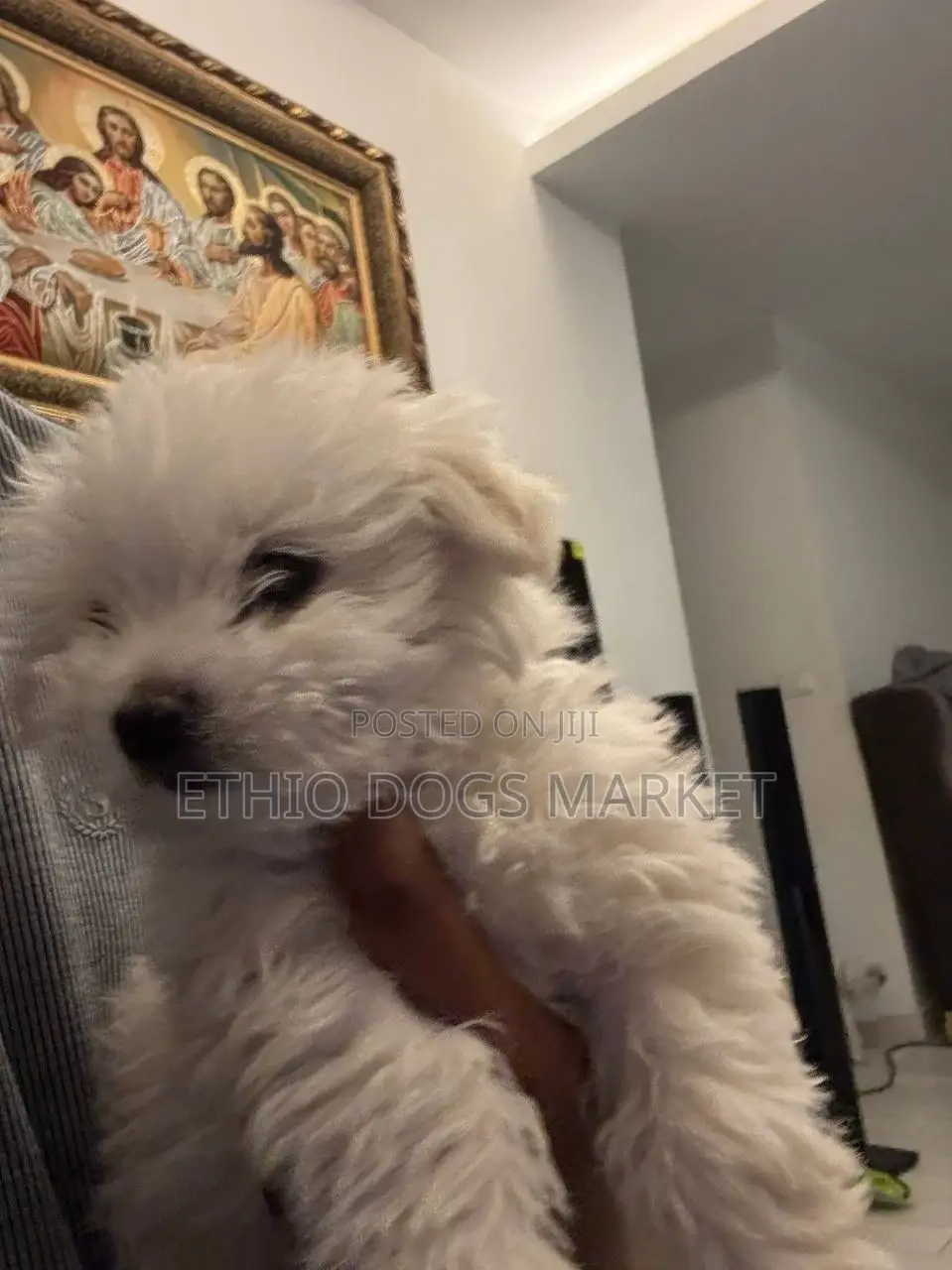 1-3 months Male Purebred Maltese
