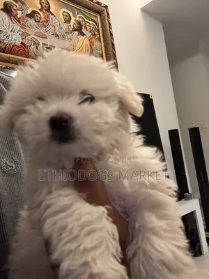 1-3 months Male Purebred Maltese