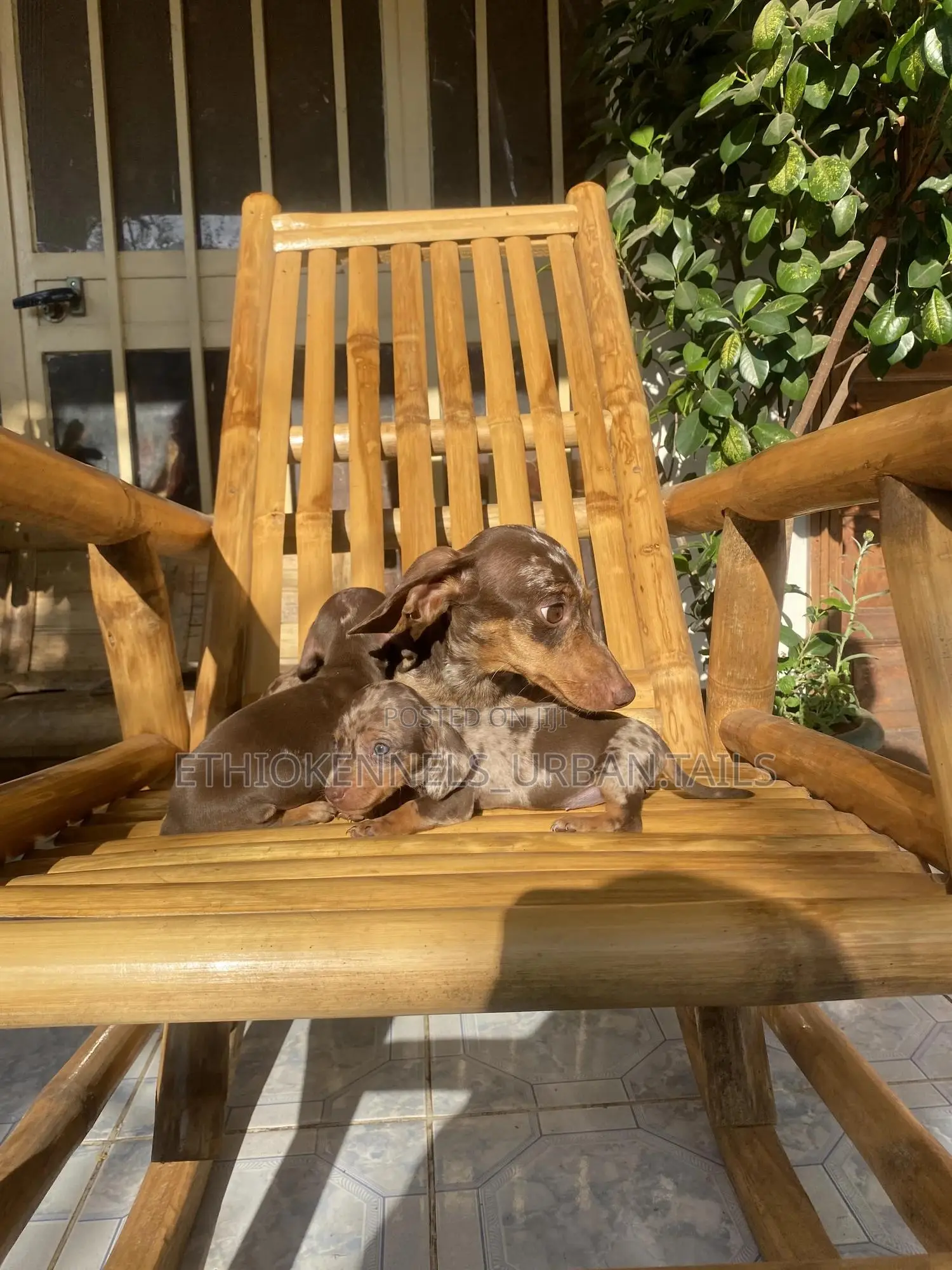 1-3 months Male Purebred Dachshund