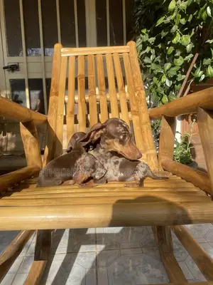 1-3 months Male Purebred Dachshund