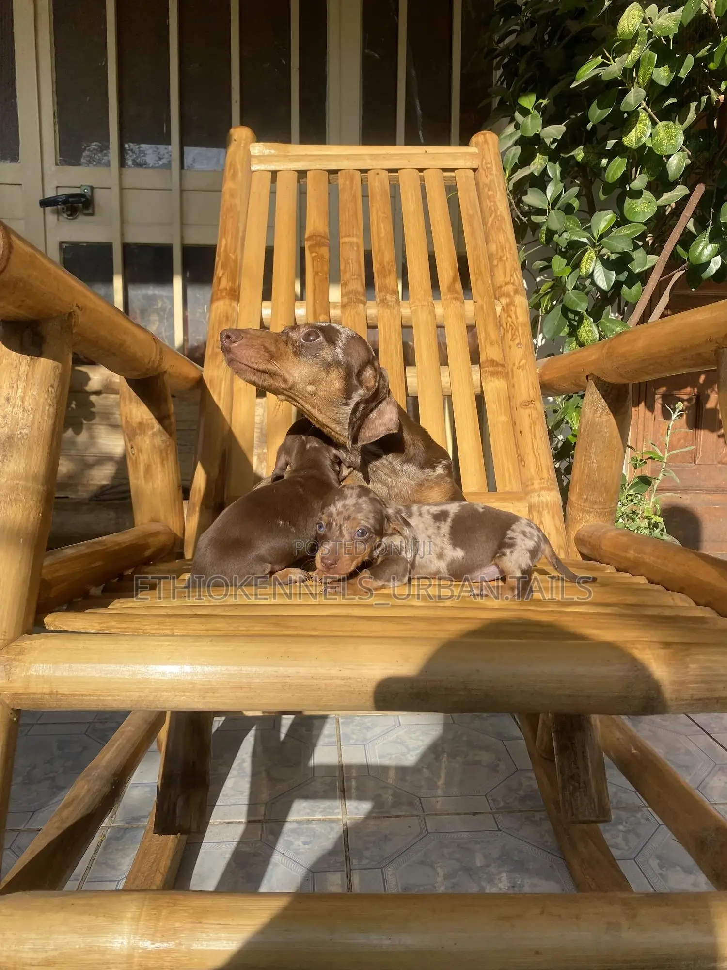 1-3 months Male Purebred Dachshund