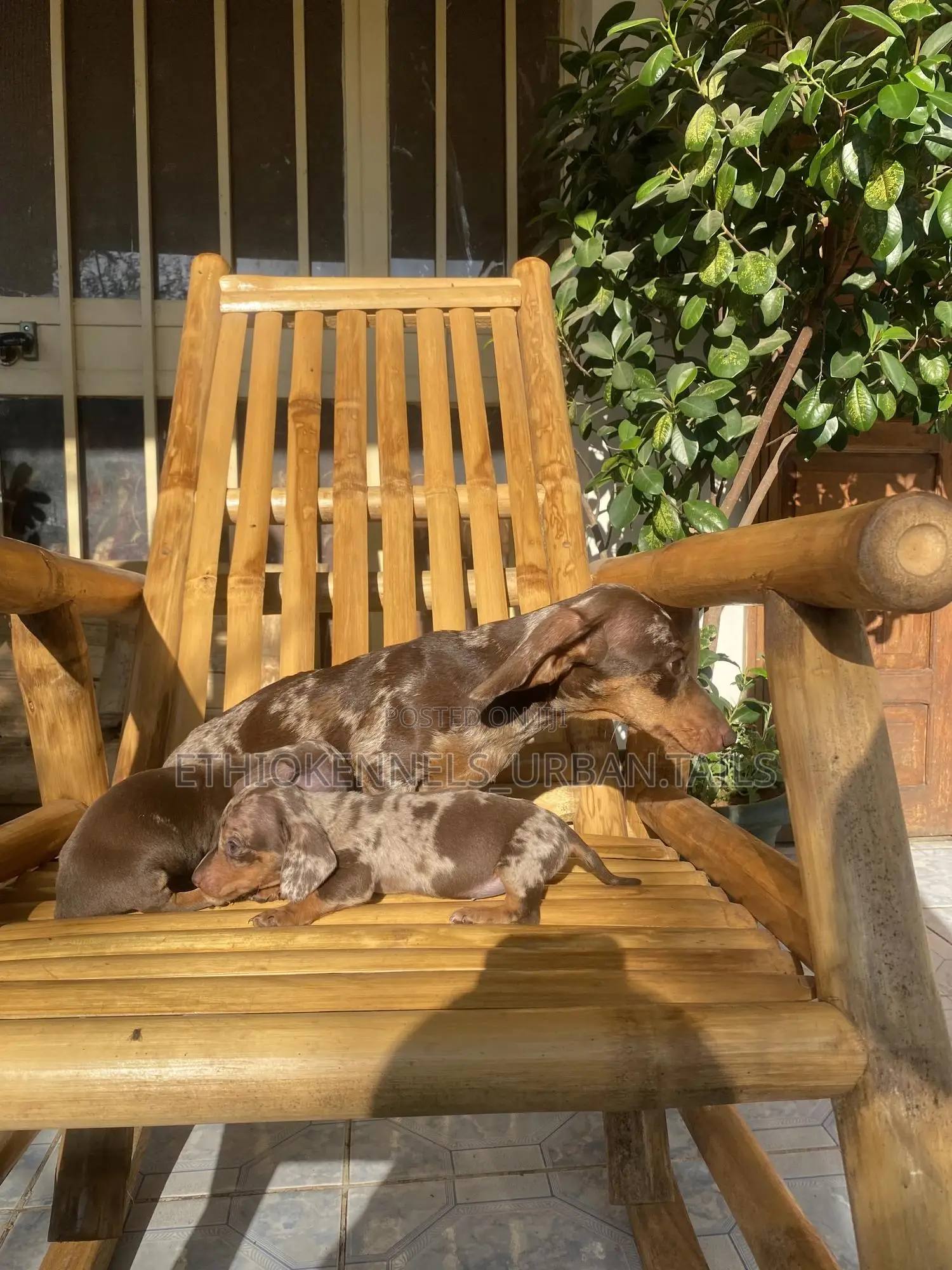 1-3 months Male Purebred Dachshund