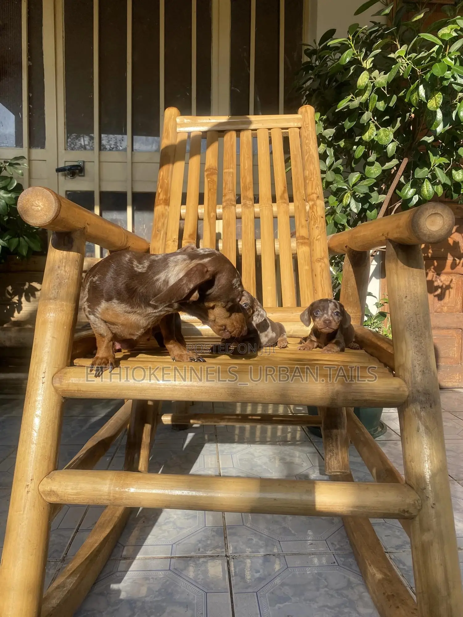 1-3 months Male Purebred Dachshund