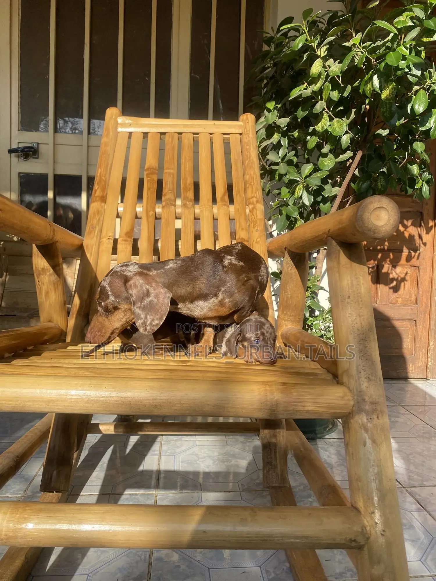 1-3 months Male Purebred Dachshund