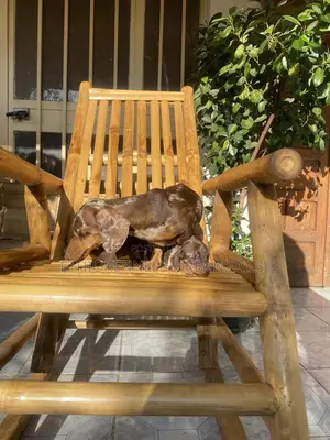 1-3 months Male Purebred Dachshund