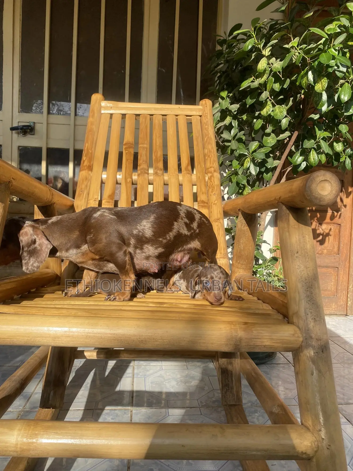 1-3 months Male Purebred Dachshund