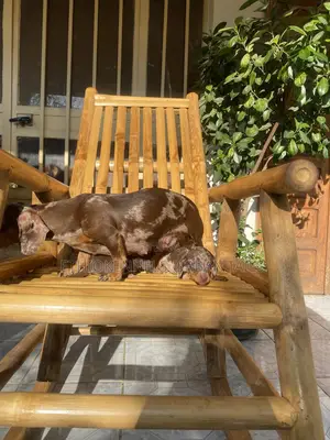 1-3 months Male Purebred Dachshund