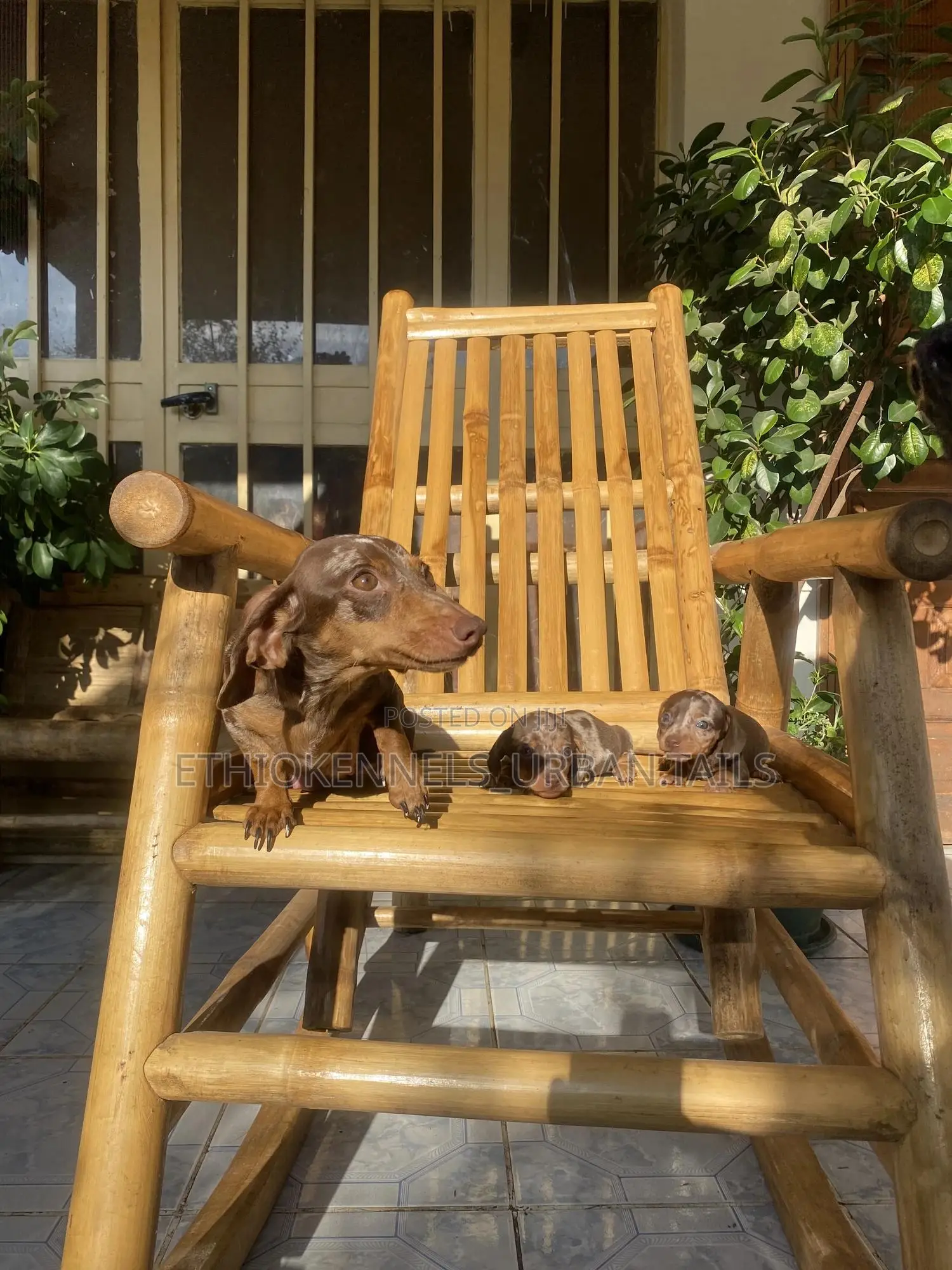 1-3 months Male Purebred Dachshund