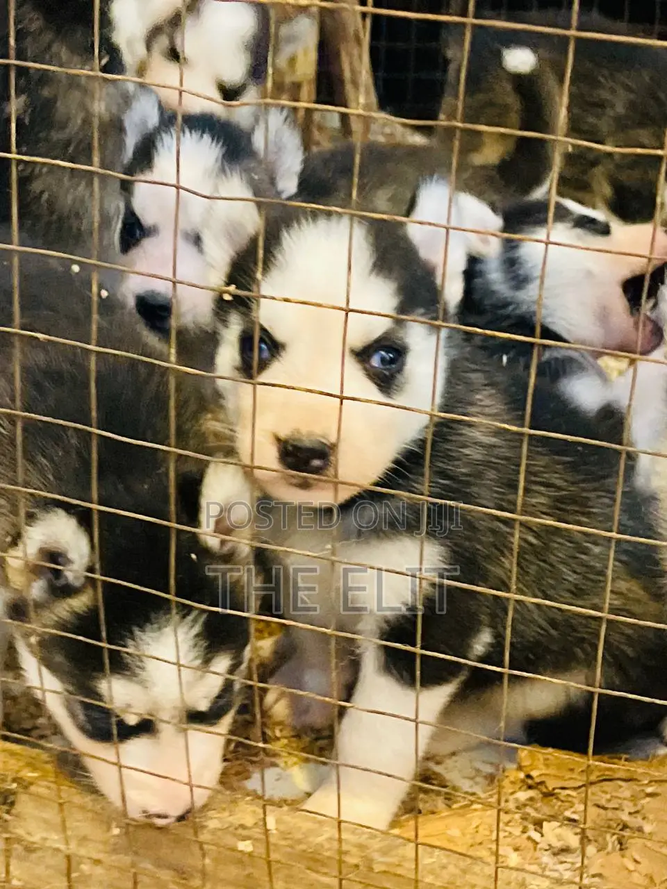 1-3 months Male Purebred Siberian Husky