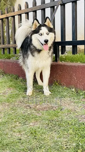 1-3 months Male Purebred Siberian Husky