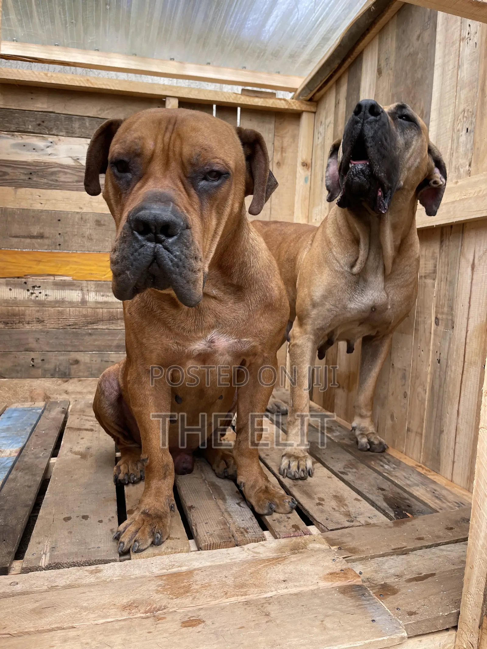 1-3 months Male Purebred Boerboel