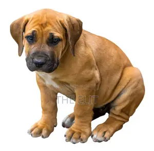 1-3 months Male Purebred Boerboel
