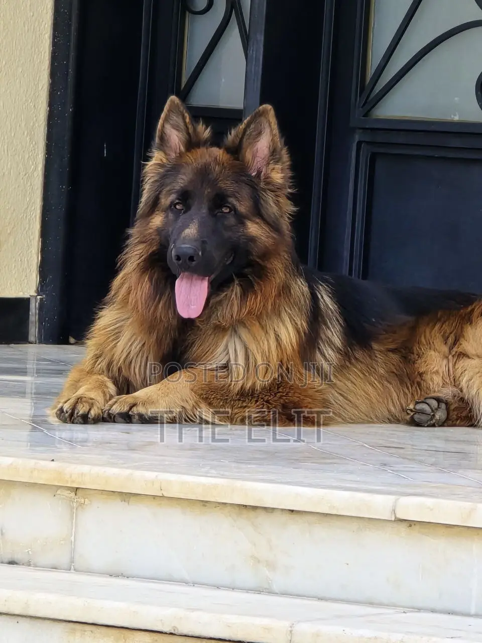 1-3 months Male Purebred German Shepherd