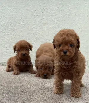 1-3 months Male Purebred Poodle