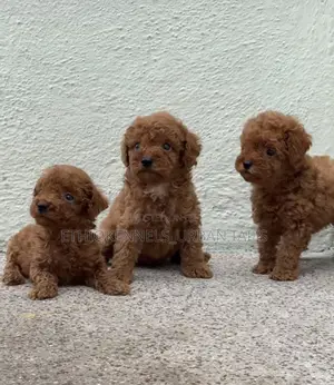 Photo - 1-3 months Male Purebred Poodle