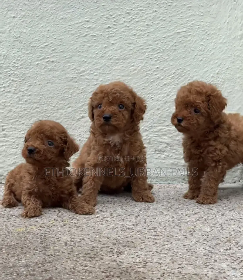 1-3 months Male Purebred Poodle