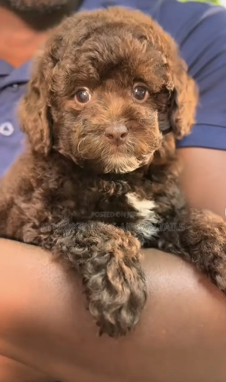 1-3 months Male Purebred Poodle