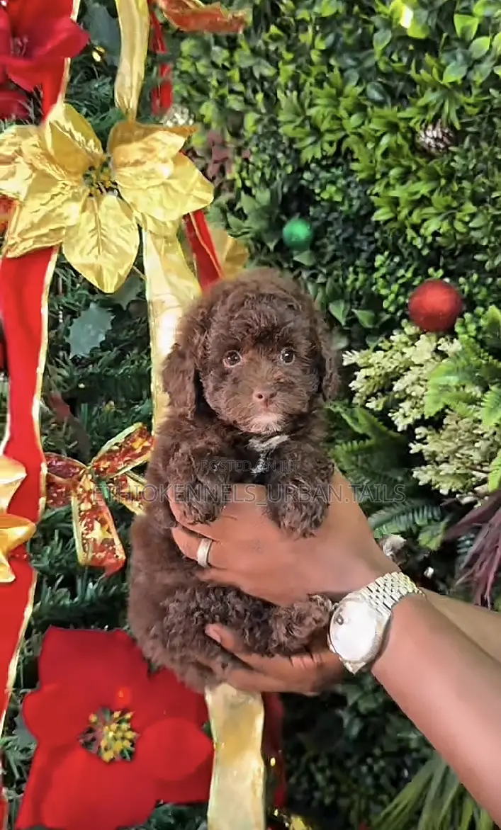 1-3 months Male Purebred Poodle