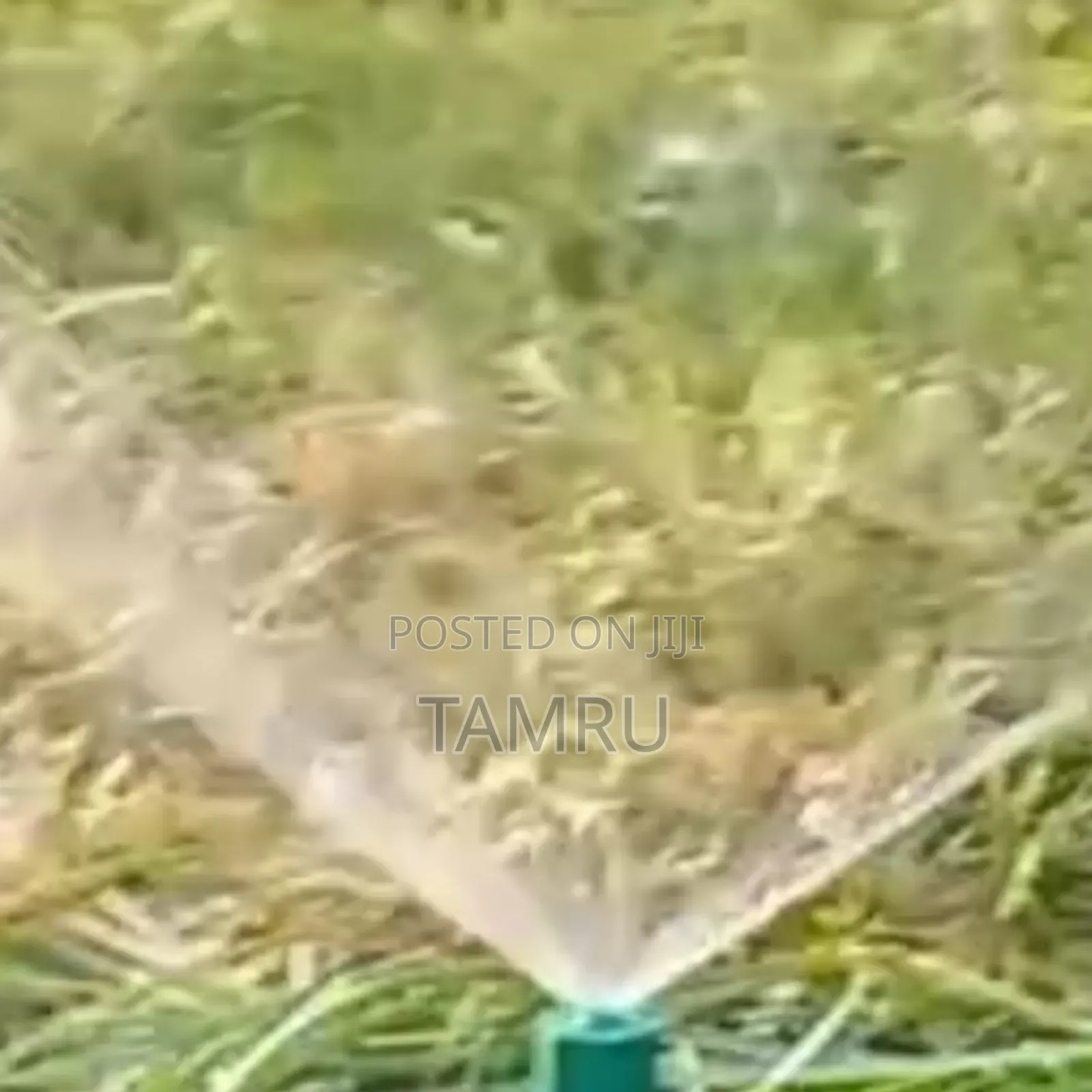 Sprinkeler ስፕሪንኪለር