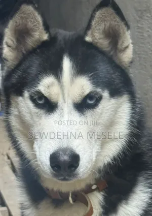 Photo - 1+ year Male Purebred Siberian Husky