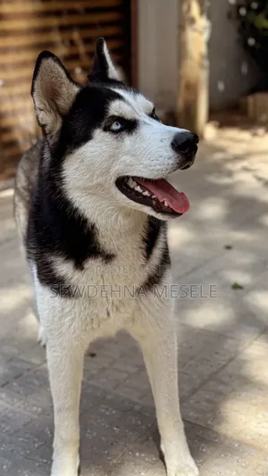 1+ year Male Purebred Siberian Husky