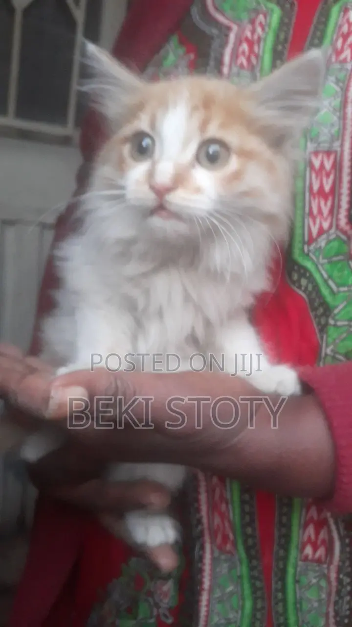 1-3 months Male Mixed Breed Cat