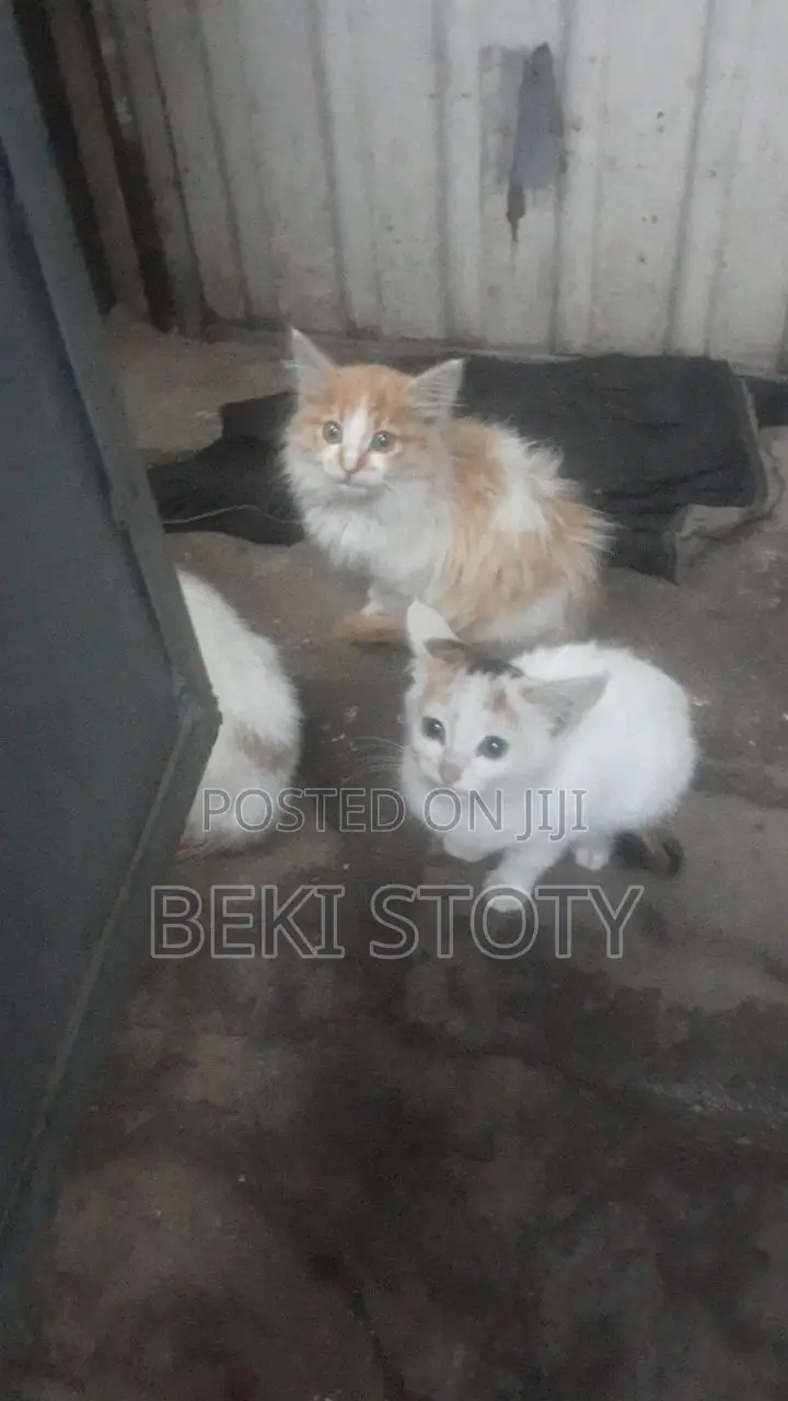 1-3 months Male Mixed Breed Cat