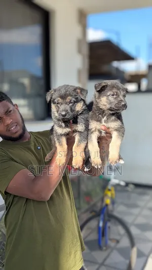 1-3 months Male Purebred German Shepherd