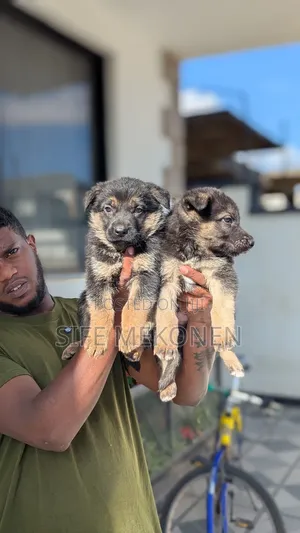 1-3 months Male Purebred German Shepherd