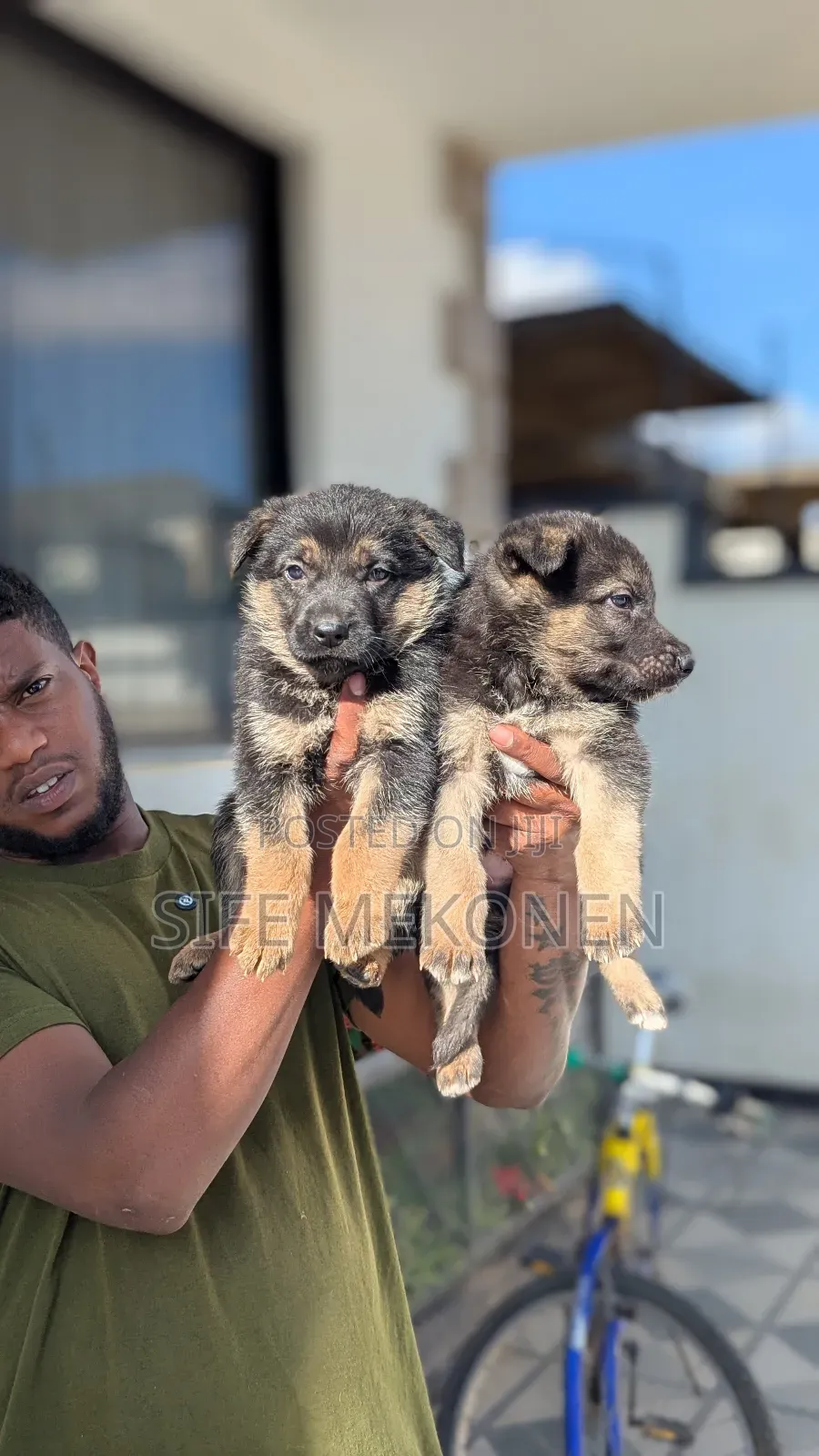 1-3 months Male Purebred German Shepherd