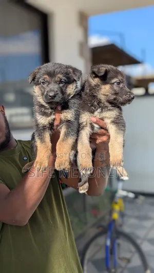 Photo - 1-3 months Male Purebred German Shepherd