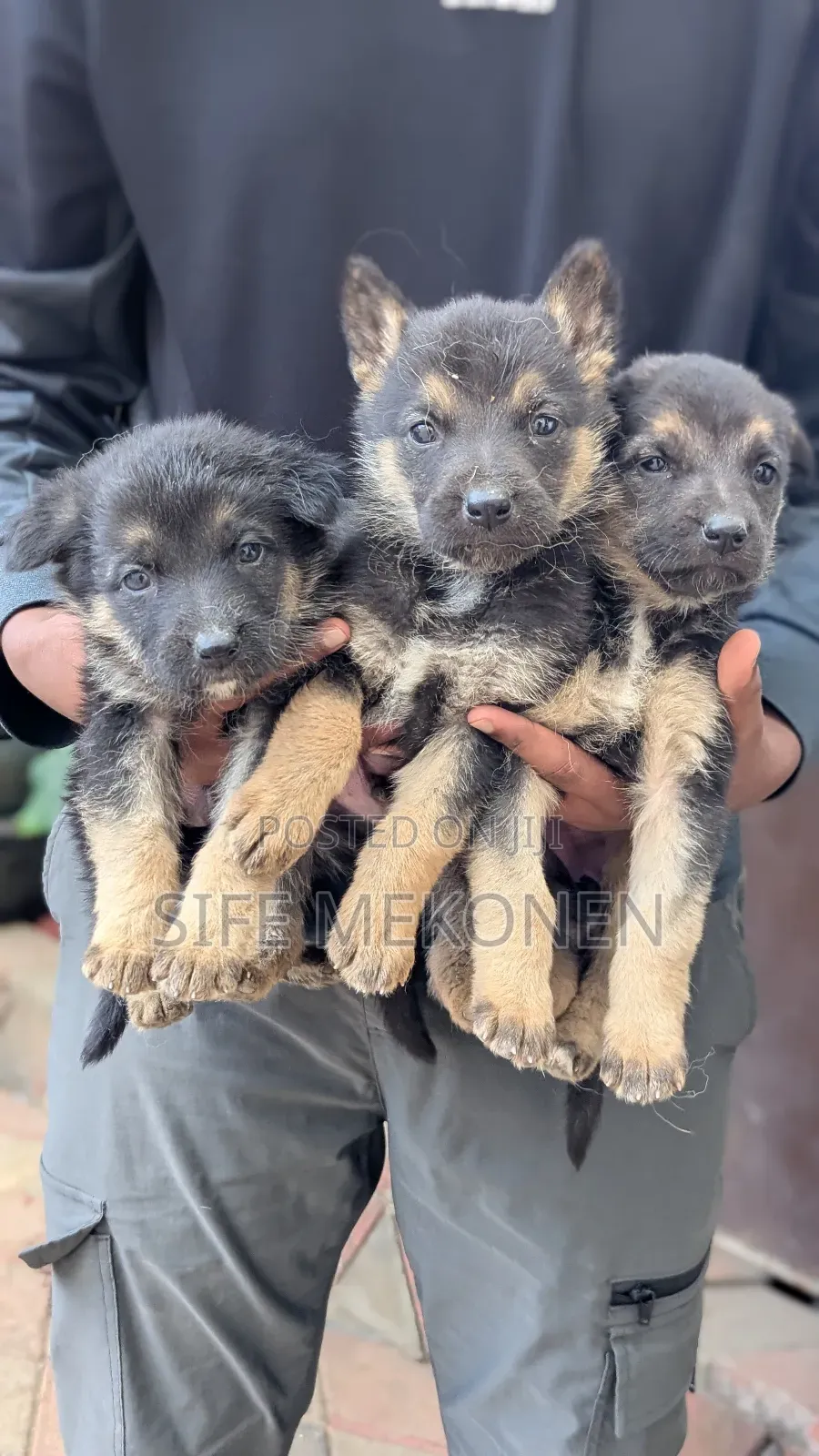 1-3 months Male Purebred German Shepherd